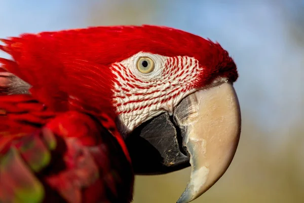 Green Winged Macaw. — Stock Photo, Image