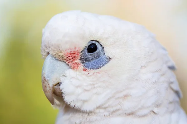 Bared eyed eller Goffins Cockatoo . - Stock-foto