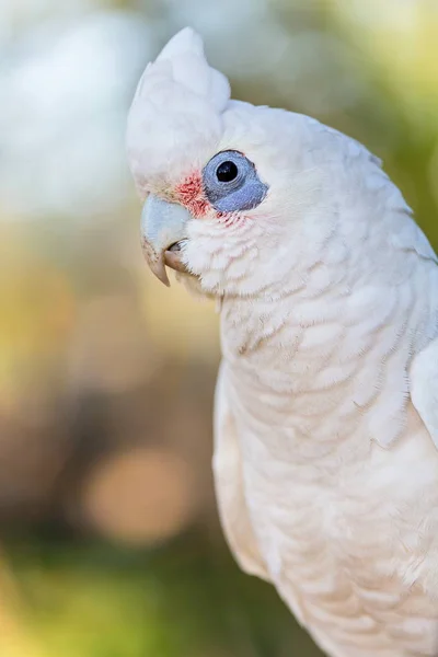 Goffins Cockatoo papegøje . - Stock-foto
