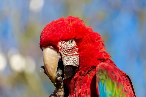 Arara-de-asa-verde . — Fotografia de Stock