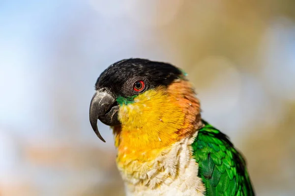 Caique папуга Мексики . — стокове фото