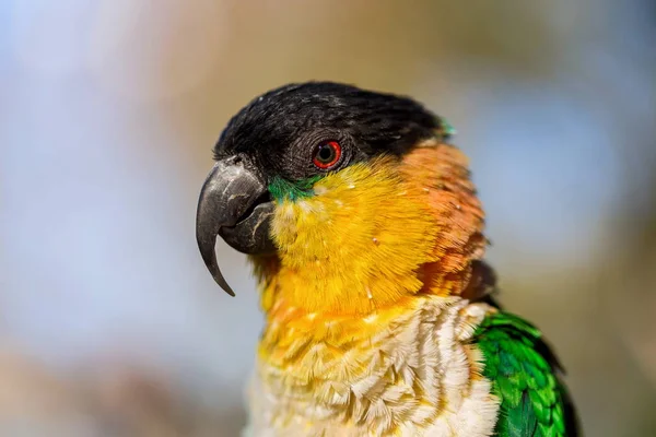 Caique papegaai Mexico. — Stockfoto