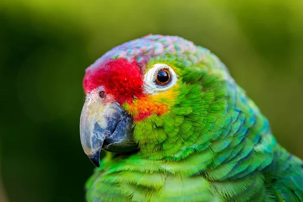 Amazônica Vermelha Papagaio Vermelho Uma Espécie Amazônia Nativa Regiões Tropicais — Fotografia de Stock