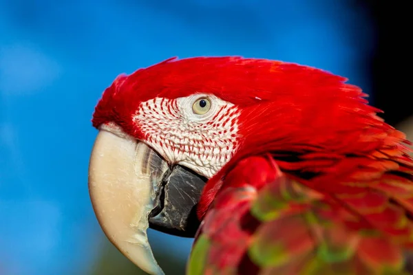 Guacamayo alado verde . —  Fotos de Stock