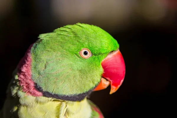 Alexandrine pappagallo da vicino . — Foto Stock