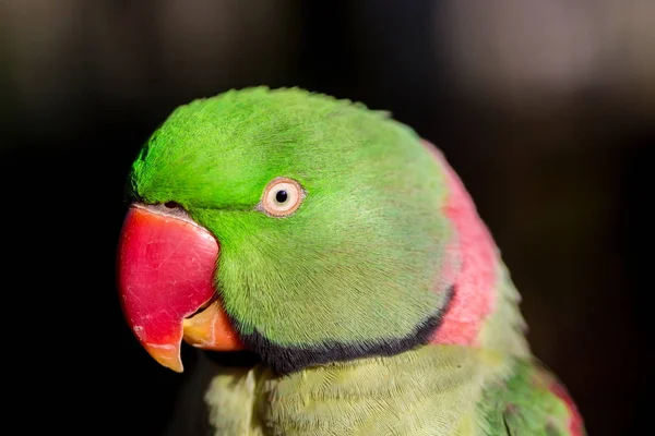 Alexandrine parakeet close up. — Stock Photo, Image