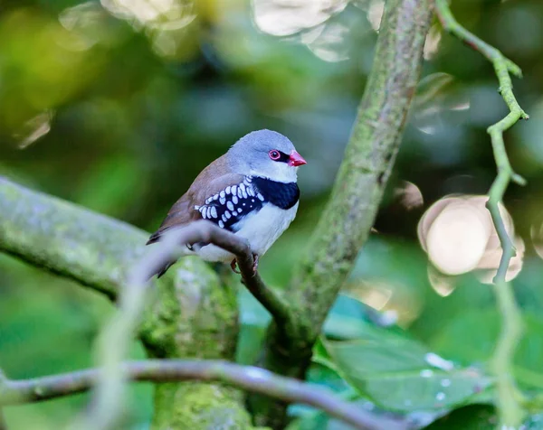 Elmas Firetail Finch — Stok fotoğraf