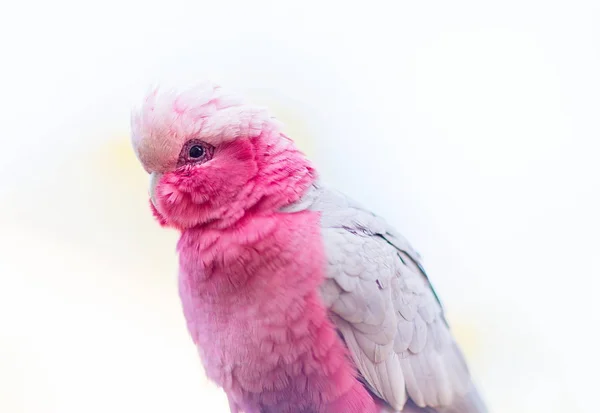 Roe breasted cockatoo. — Stock Image Roe breasted cockatoo. Royalty Free Stock Photos