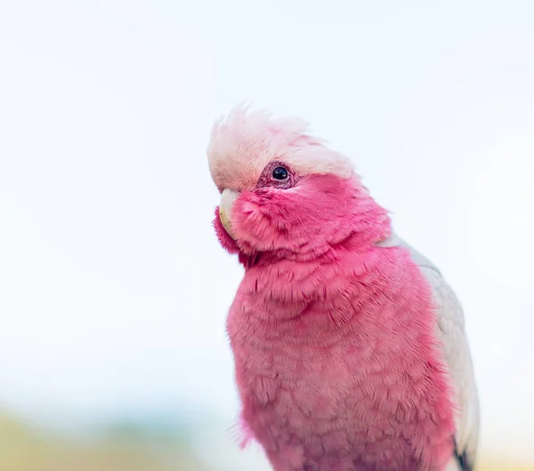 Roe breasted cockatoo. — Stock Image Roe breasted cockatoo. Stock Photo