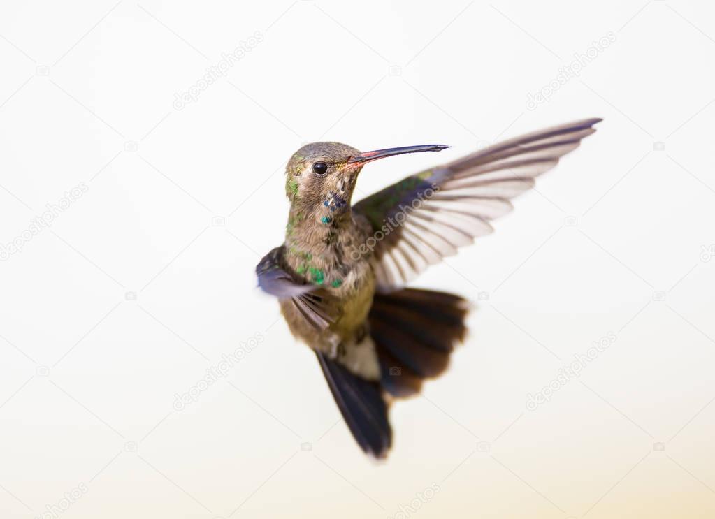 Broad Billed Hummingbird.