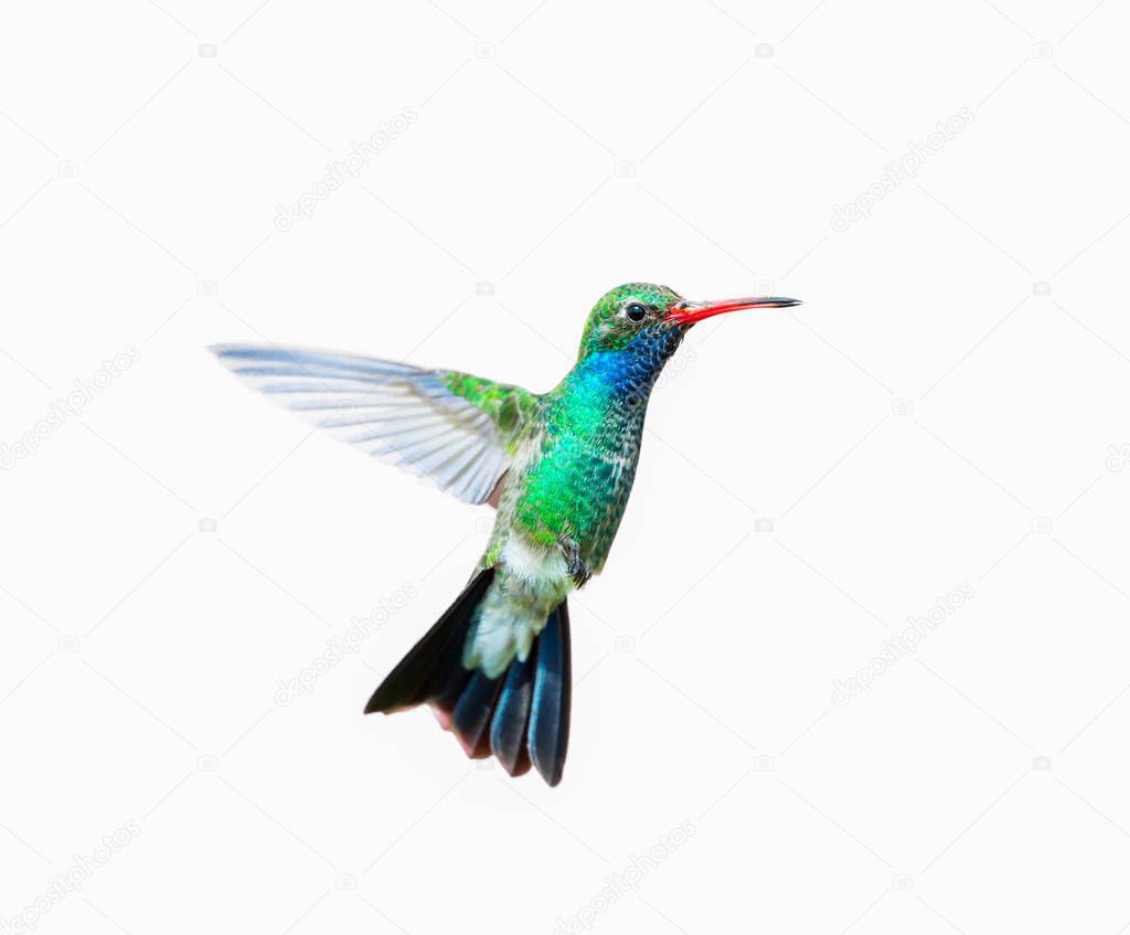 Broad Billed Hummingbird.