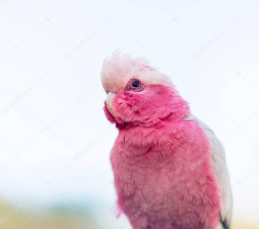 Roe breasted cockatoo.