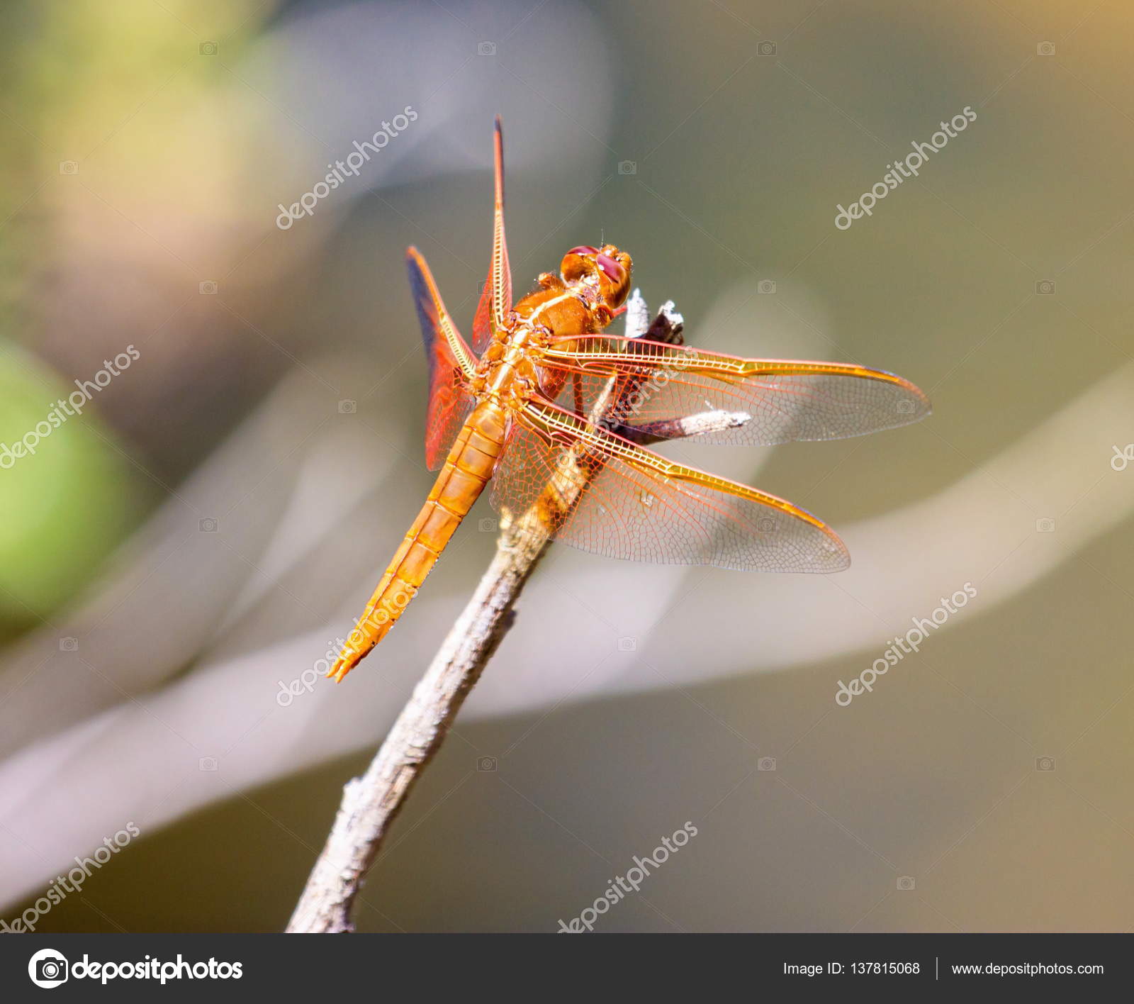 Flame skimmer dragonfly. Stock Photo by ©campbell2sympatico.ca 137815068