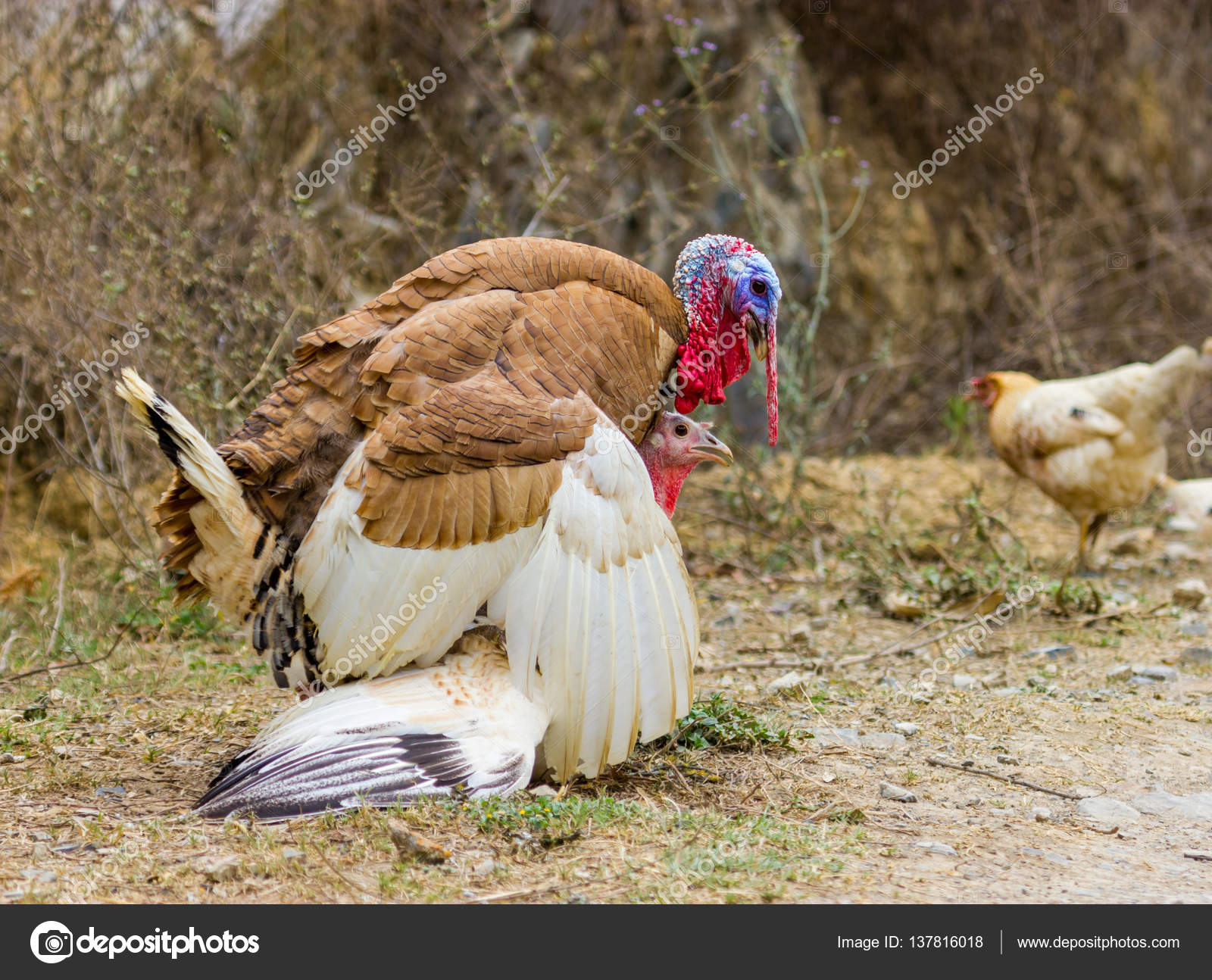 Turkey roaming freerange. Stock Photo by ©campbell2sympatico.ca 137816018