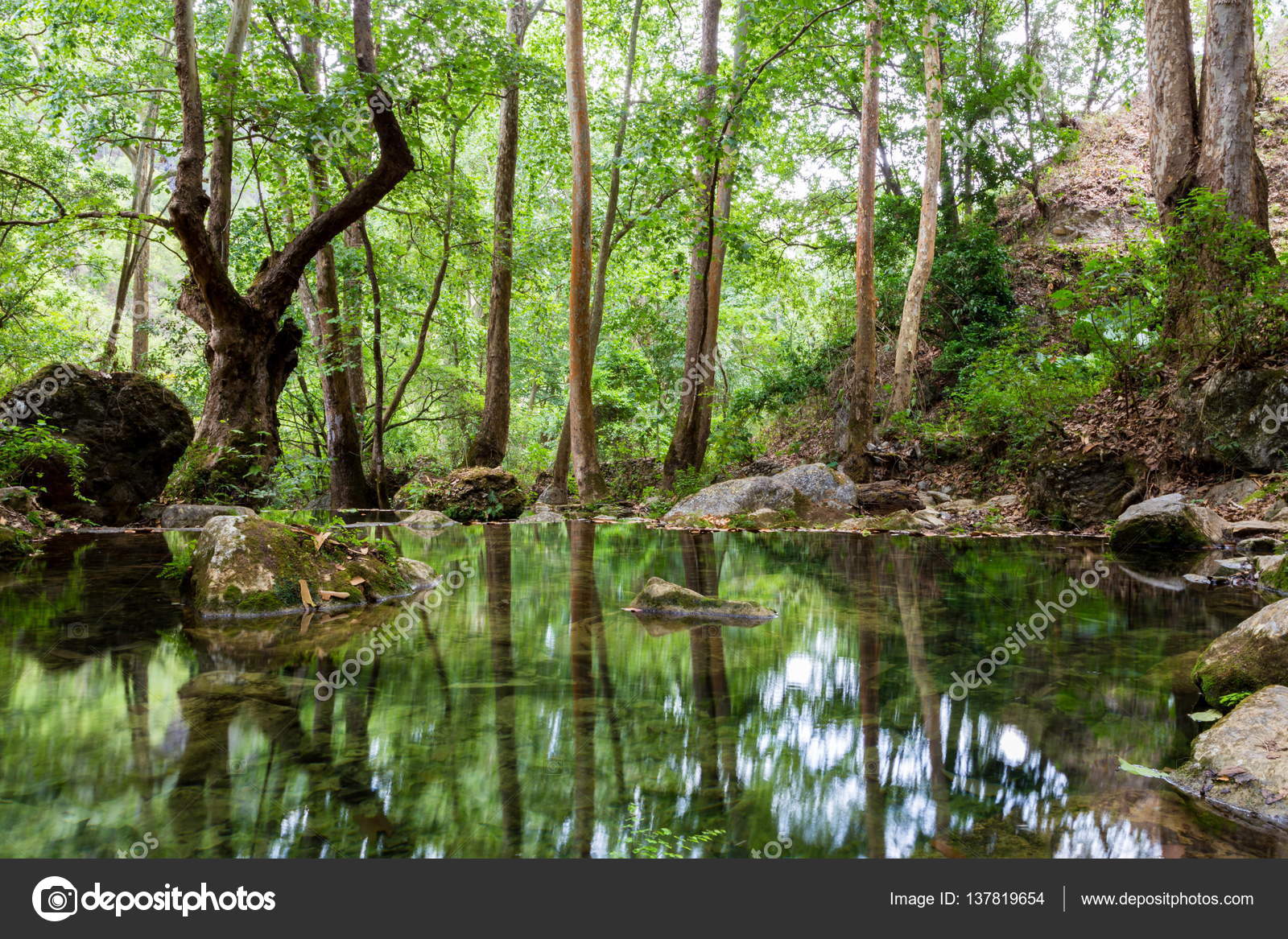 滝シエラ ゴルダ メキシコ 熱帯雲の森林の Xilitla ストック写真 C Campbell2 Sympatico Ca 滝シエラ ゴルダ メキシコ 熱帯雲の森林の Xilitla ストック写真 C Campbell2 Sympatico Ca