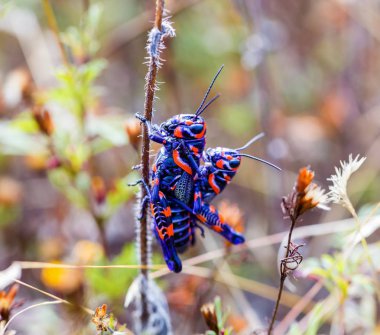 Meksika bir alanda bicolor veya Kuaför kutup çekirge.