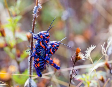 Meksika bir alanda bicolor veya Kuaför kutup çekirge.