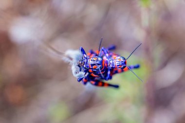 Meksika bir alanda bicolor veya Kuaför kutup çekirge.