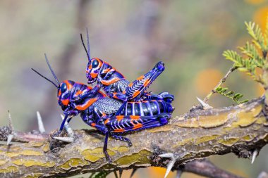 Meksika bir alanda bicolor veya Kuaför kutup çekirge.