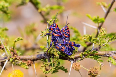 Meksika bir alanda bicolor veya Kuaför kutup çekirge.