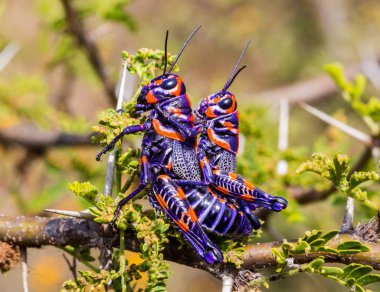 Meksika bir alanda bicolor veya Kuaför kutup çekirge.