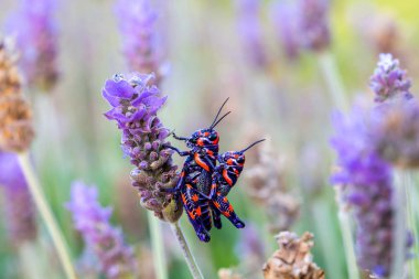 Meksika bir alanda bicolor veya Kuaför kutup çekirge.