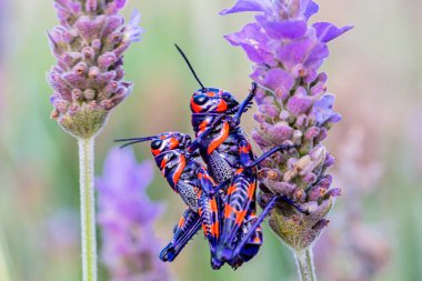 Meksika bir alanda bicolor veya Kuaför kutup çekirge.