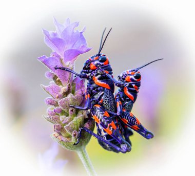 Meksika bir alanda bicolor veya Kuaför kutup çekirge.