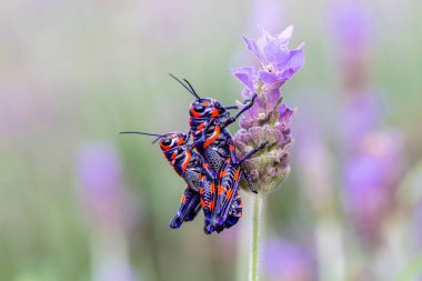 Meksika bir alanda bicolor veya Kuaför kutup çekirge.