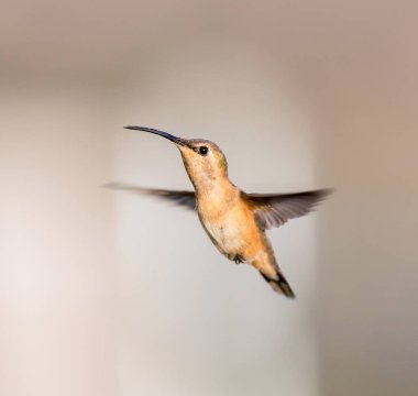Lucifer sinek kuşu uçuş.