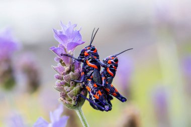 Meksika bir alanda bicolor veya Kuaför kutup çekirge.