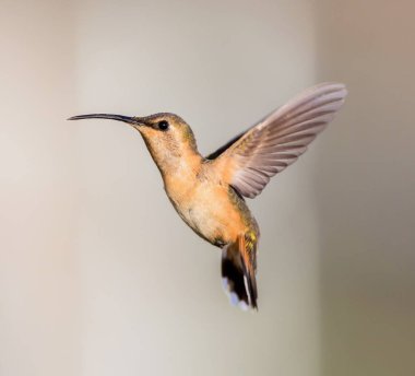 Lucifer sinek kuşu uçuş.