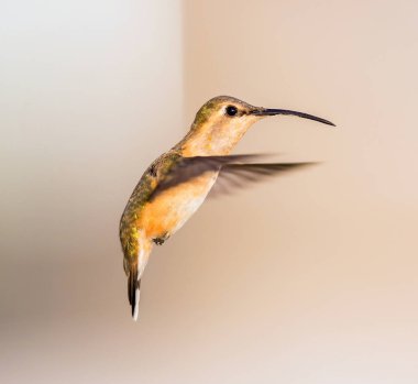 Lucifer sinek kuşu uçuş.