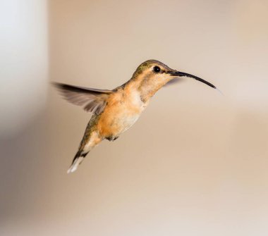 Lucifer sinek kuşu uçuş.