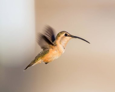 Lucifer sinek kuşu uçuş.