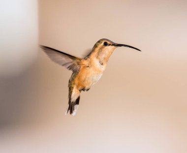Lucifer sinek kuşu uçuş.