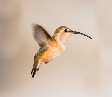 Lucifer sinek kuşu uçuş.