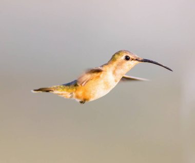 Lucifer sinek kuşu uçuş.