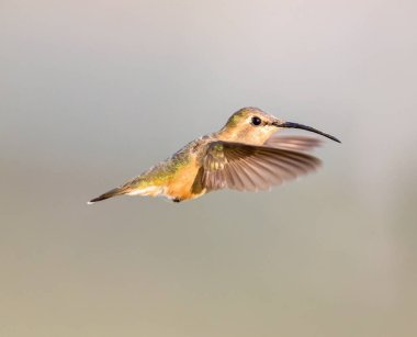Lucifer sinek kuşu uçuş.