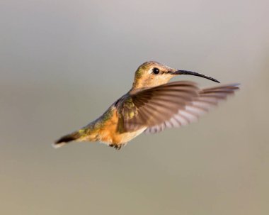 Lucifer sinek kuşu uçuş.