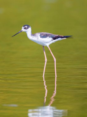 Siyah boyunlu çubuk, Amerika 'nın sulak alanları ve kıyı şeritlerinin yerel olarak bol miktarda bulunan bir kıyı kuşudur. Kaliforniya 'nın kıyı bölgelerinden Amerika Birleşik Devletleri' nin batısının büyük bölümü boyunca bulunur..