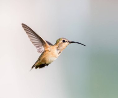 Lucifer sinek kuşu uçuş.