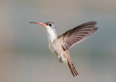 Mor taç sinek kuşu uçuş.
