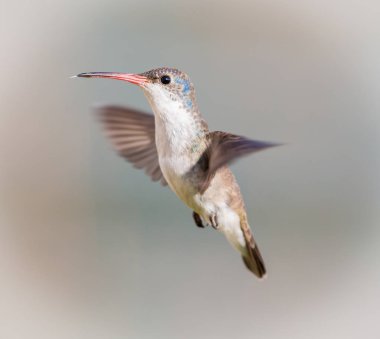 Mor taç sinek kuşu uçuş.