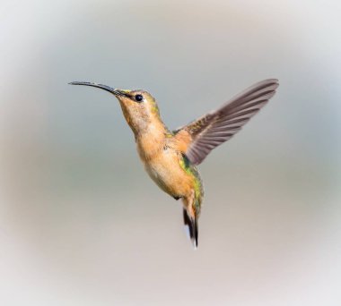 Lucifer sinek kuşu uçuş.