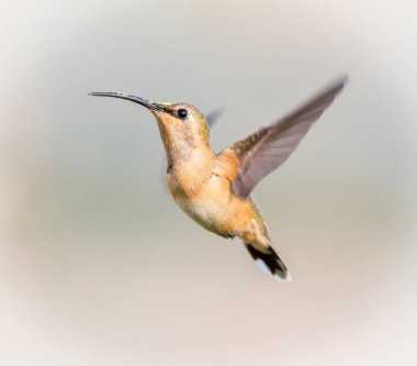 Lucifer sinek kuşu uçuş.