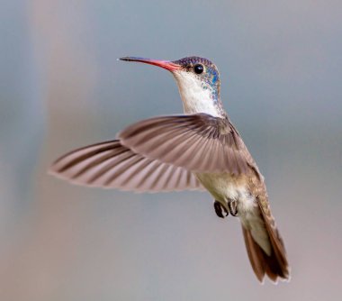 Mor taç sinek kuşu uçuş.