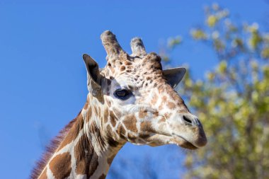 Kamera için poz zürafa kapatın.
