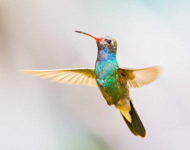 geniş fatura sinek kuşu.