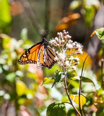 Monarch kelebek ya da Meksika'da denilen Mariposa.